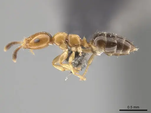 Myrmelachista ambigua - MCZ-ENT00793670