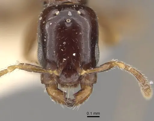 Myrmelachista arborea specimen