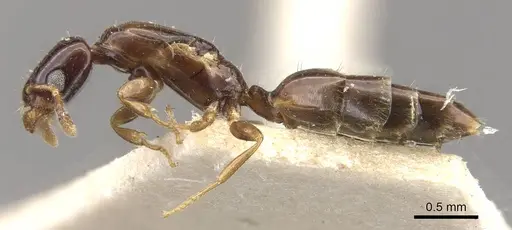 Myrmelachista arborea specimen