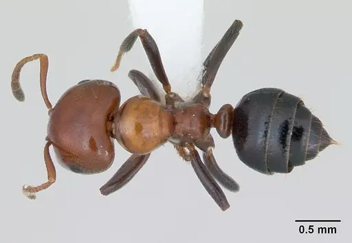 Myrmelachista arthuri specimen