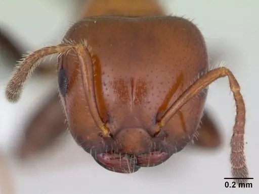 Myrmelachista arthuri specimen