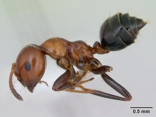 Myrmelachista arthuri specimen