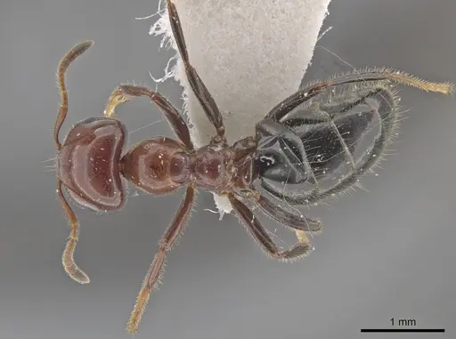 Myrmelachista arthuri - CASENT0647364