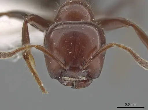 Myrmelachista arthuri - CASENT0647364