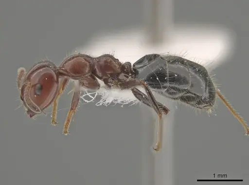 Myrmelachista arthuri - CASENT0647364