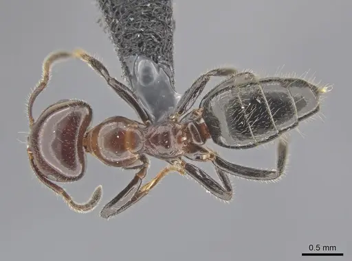 Myrmelachista arthuri - CASENT0654154