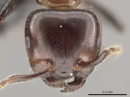 Myrmelachista arthuri - CASENT0654154