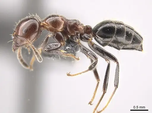 Myrmelachista arthuri - CASENT0654154