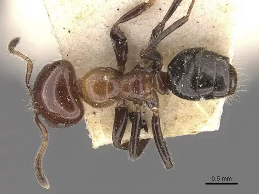 Myrmelachista arthuri - CASENT0909913