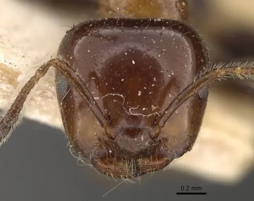 Myrmelachista arthuri - CASENT0909913