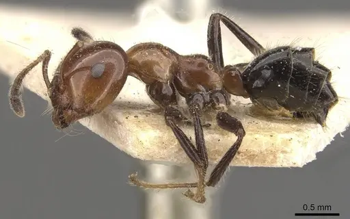 Myrmelachista arthuri - CASENT0909913