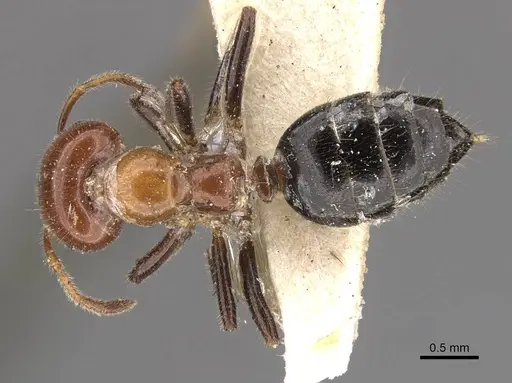 Myrmelachista arthuri - CASENT0909914