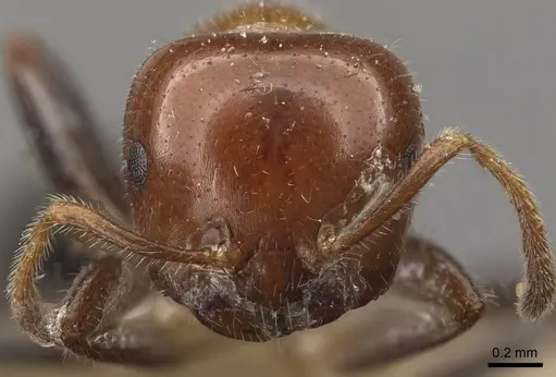 Myrmelachista arthuri - CASENT0909914