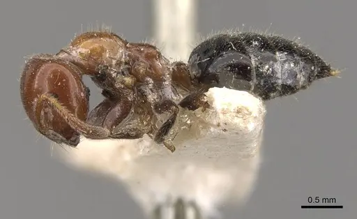 Myrmelachista arthuri - CASENT0909914