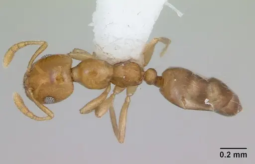 Myrmelachista bambusarum specimen