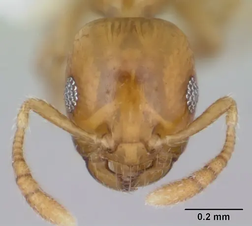 Myrmelachista bambusarum specimen