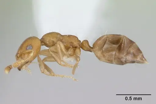 Myrmelachista bambusarum specimen