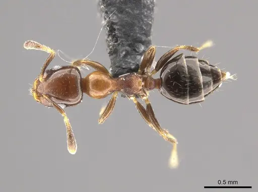 Myrmelachista bambusarum - CASENT0647401