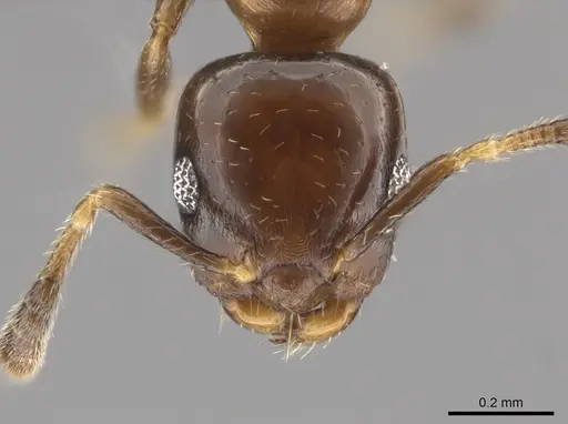 Myrmelachista bambusarum - CASENT0647401