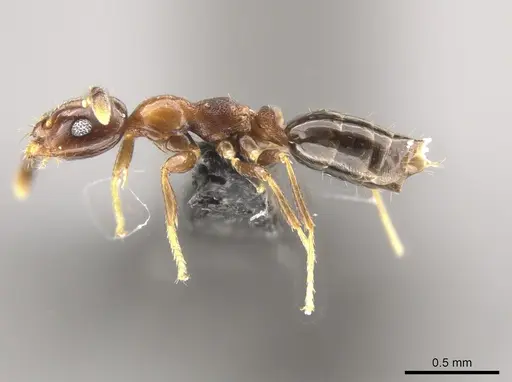 Myrmelachista bambusarum - CASENT0647401