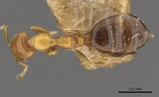 Myrmelachista bambusarum - CASENT0909915