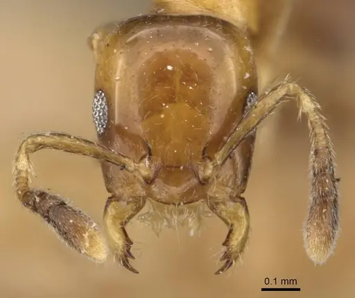 Myrmelachista bambusarum - CASENT0909915