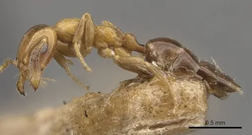 Myrmelachista bambusarum - CASENT0909915