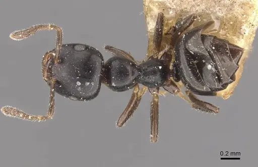 Myrmelachista bettinae specimen