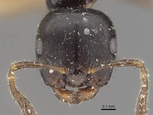 Myrmelachista bettinae specimen