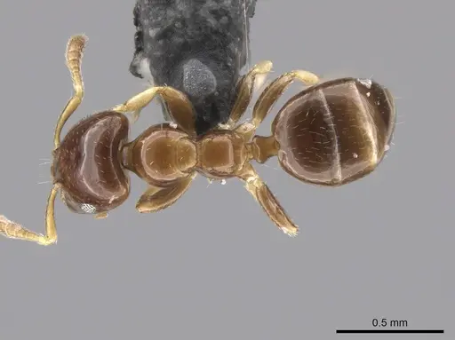 Myrmelachista brevicornis specimen