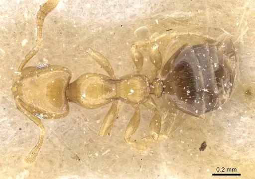 Myrmelachista bruchi specimen