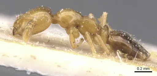 Myrmelachista bruchi specimen