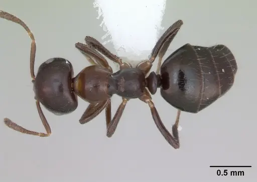 Myrmelachista catharinae specimen