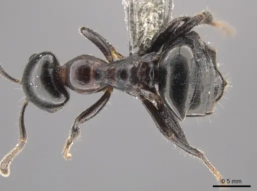 Myrmelachista catharinae - CASENT0647320