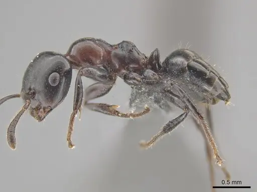 Myrmelachista catharinae - CASENT0647320