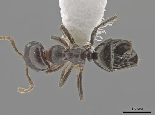 Myrmelachista catharinae - CASENT0647384