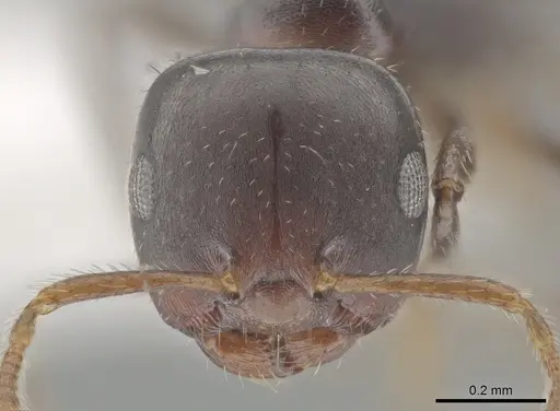 Myrmelachista catharinae - CASENT0647384