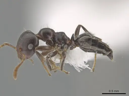 Myrmelachista catharinae - CASENT0647384