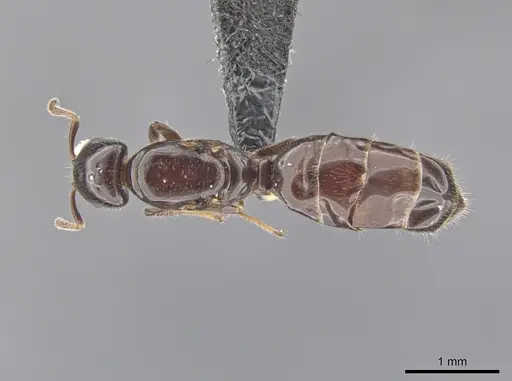 Myrmelachista catharinae - CASENT0654155