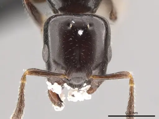 Myrmelachista catharinae - CASENT0654155