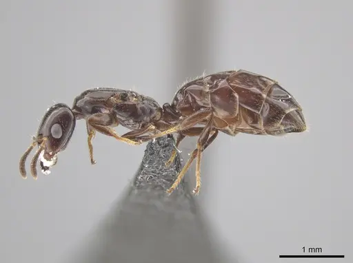 Myrmelachista catharinae - CASENT0654155