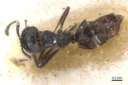 Myrmelachista catharinae - CASENT0912338