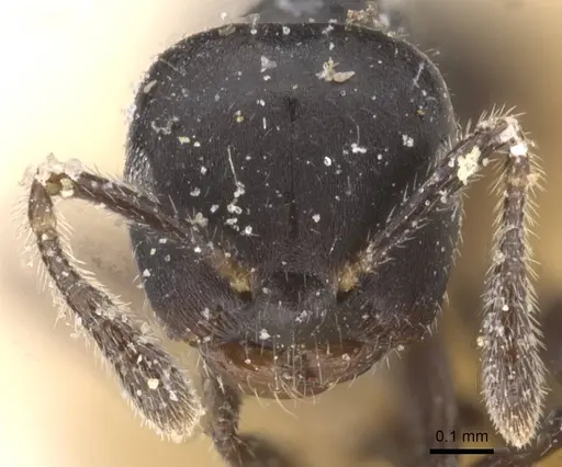 Myrmelachista catharinae - CASENT0912338