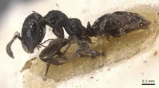 Myrmelachista catharinae - CASENT0912338