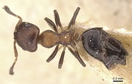 Myrmelachista catharinae - CASENT0912339