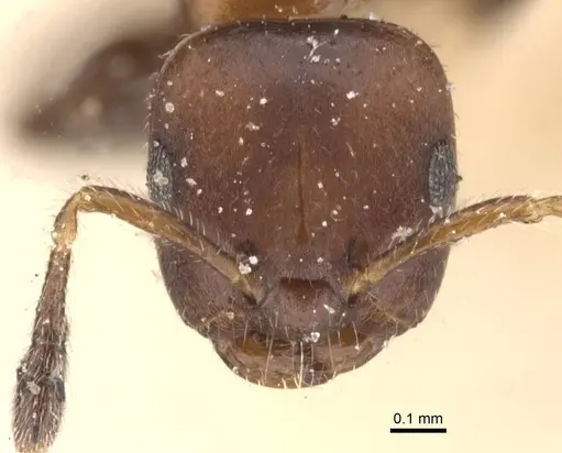 Myrmelachista catharinae - CASENT0912339