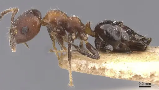 Myrmelachista catharinae - CASENT0912339