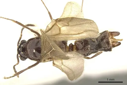 Myrmelachista catharinae - CASENT0915738