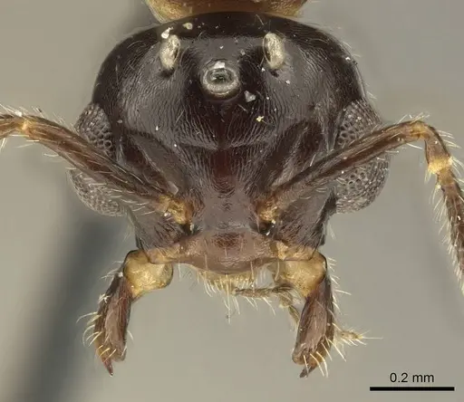 Myrmelachista catharinae - CASENT0915738