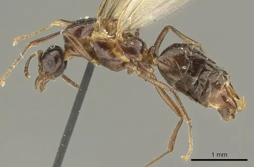 Myrmelachista catharinae - CASENT0915738